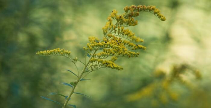 Solidago spp.