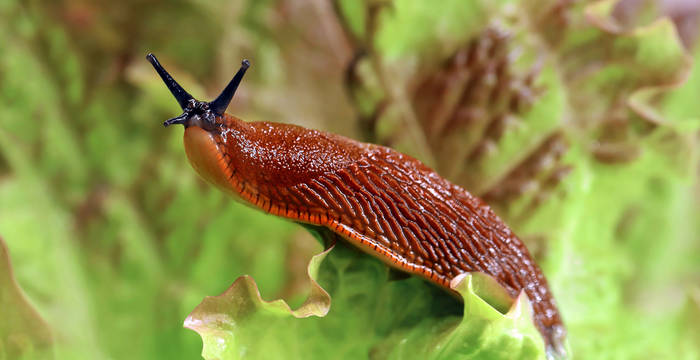 Escargot espagnol sur une feuille de salade