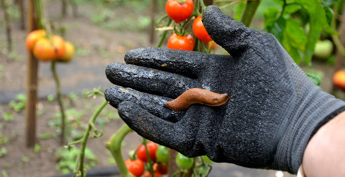 Spanische Schnecke auf der Hand eines Menschen