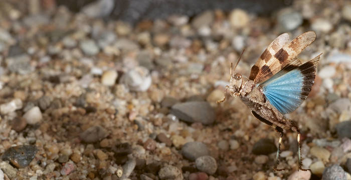 Tagesexkursion Tier des Jahres Pro Natura © Juergen Schmidt