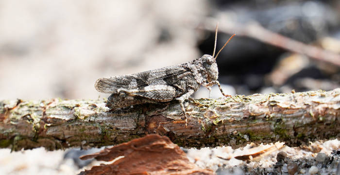 Tagesexkursion Tier des Jahres Pro Natura © Shutterstock, Elly Miller