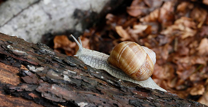 Escargot de vigne dans la forêt