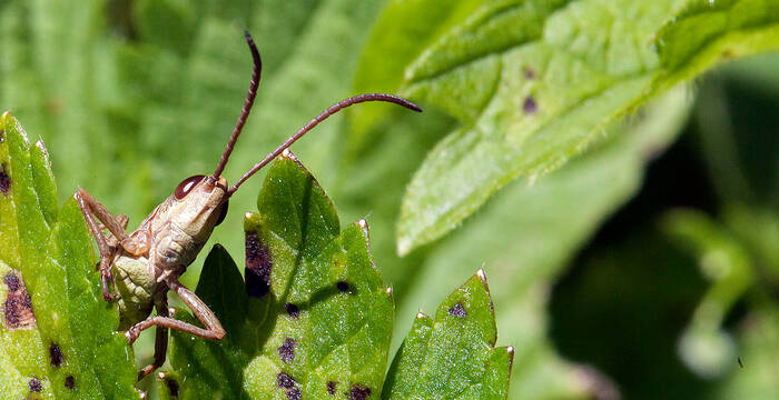 Heuschrecke © Matthias Sorg