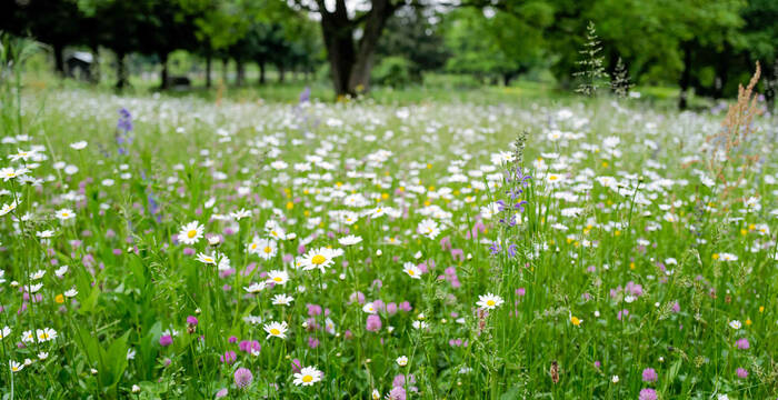 Blumenwiese