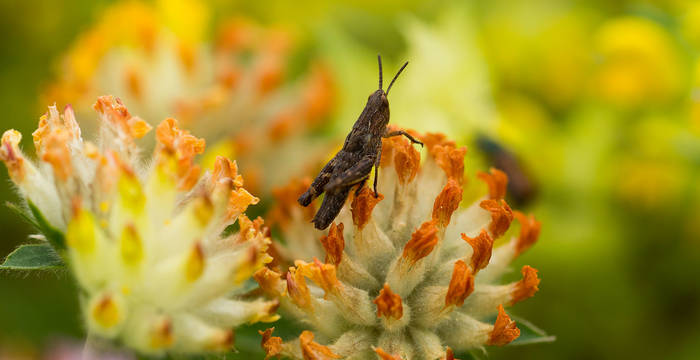 Prairie de fleurs avec insecte