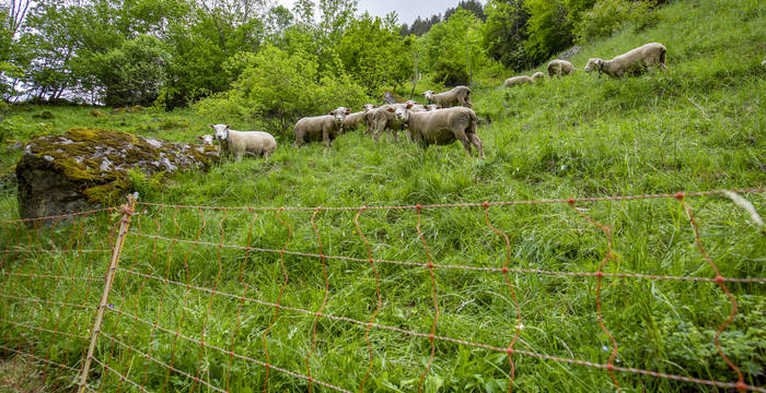 Sömmerungsgebiet © Matthias Sorg