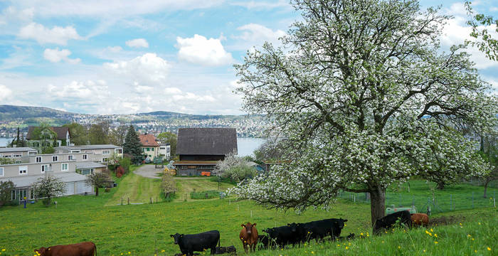 Auch im Siedlungsraum sind Hochstammobstbäume wertvolle Habitate für viele Tier- und Pflanzenarten