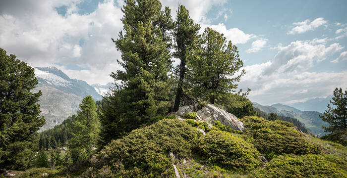 Aletschwald