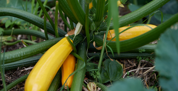 Être en partie autosuffisants en légumes