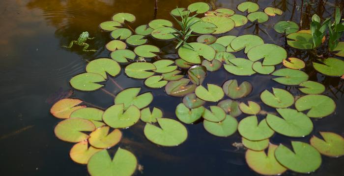 Teich im Naturgarten