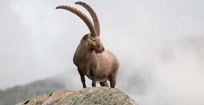 Capra ibex