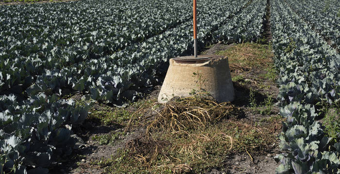Als Folge des Torfschwunds überragt dieser einst bodenebene Entwässerungsschacht das Gemüsefeld inzwischen um rund 1 Meter.