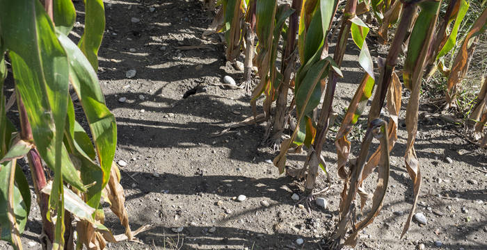 Das 3-Seen-Land gilt als «Gemüsekammer der Schweiz». Doch der Anbau von Futtermitteln – wie Mais für Nutztiere – ist flächenmässig viel bedeutender als die Produktion von Nahrungsmitteln für den menschlichen Konsum.
