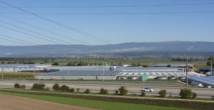 Industrialisierte Landwirtschaft: Grosse Gewächshäuser dominieren die Agrarlandschaft im freiburgischen Ried bei Kerzers.