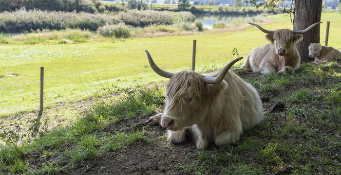 Damit die Vision 3-Seen-Land 2050 zur Realität wird, müssen die Nutztierbestände dem Futterangebot angepasst werden. Wiederkäuer werden mit Gras aus der Region gefüttert – wie hier im Epsensmoos bei Walperswil (BE).