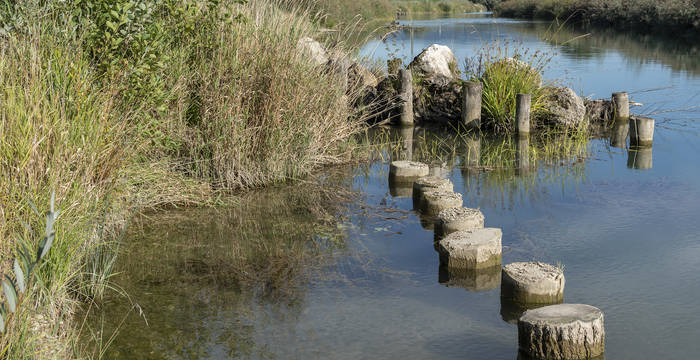 Renaturierte Gewässer – hier ein neuer Nebenarm des Hagneckkanals im Epsenmoos bei Walperswil (BE) – schaffen qualitativ hochstehenden Lebensraum für bedrängte Arten.