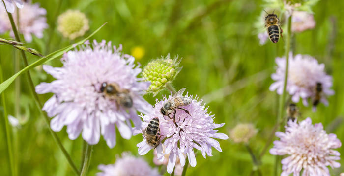 Abeilles sur knautie des champs