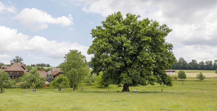 Chêne isolé à Herzwil BE