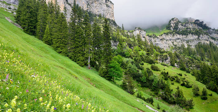 Prairie fleurie près de Rophaien UR