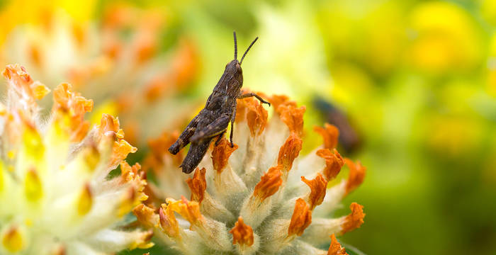 Heuschrecke in Blumenwiese bei Zeneggen VS