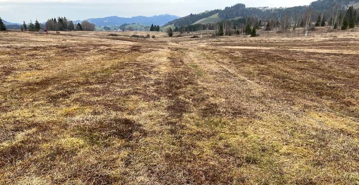 Aufgefüllte Entwaesserungsgraeben Moor Rothenthurm