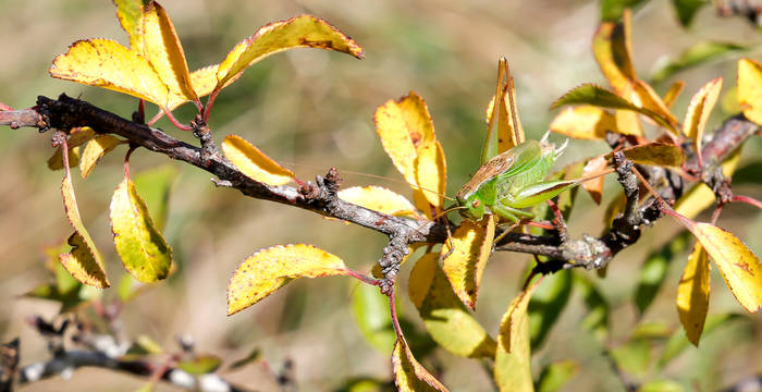 Criquet pèlerin sur un buisson