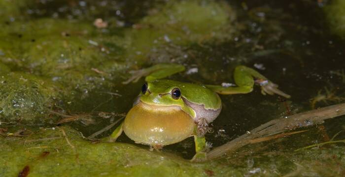 Mithilfe der Schallblase verstärkt das Laubfrosch-Männchen seine Rufe und lockt so Weibchen an