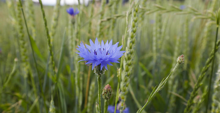 Eine Kornblume blüht in einem Getreidefeld. © Matthias Sorg