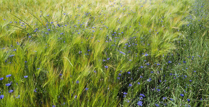 Exemple de bande de terre arable favorisant la biodiversité. © Matthias Sorg