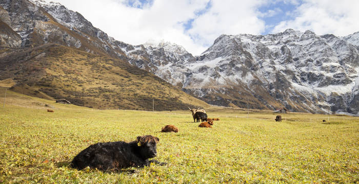 Alpage avec des vaches © Matthias Sorg