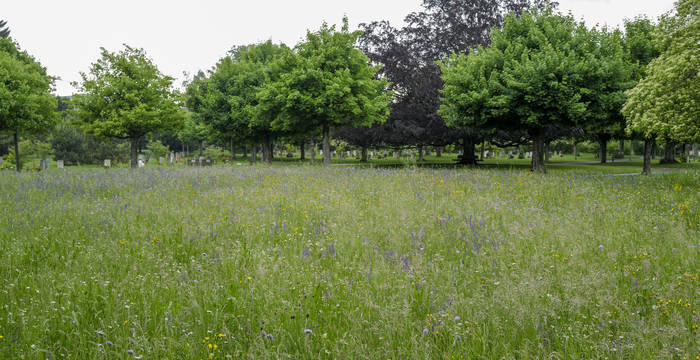 Eine Wiese mit hohem Biodiversitätsgrad und Obstbäume im Hintergrund Am 22. Mai, dem internationalen Tag der Biodiversität, zeigt Pro Natura vor dem Bundeshaus mit einem riesigen Dominoeffekt, dass ein Zusammenbruch der biologischen Vielfalt die Grundlagen der menschlichen Existenz bedroht. © Matthias Sorg