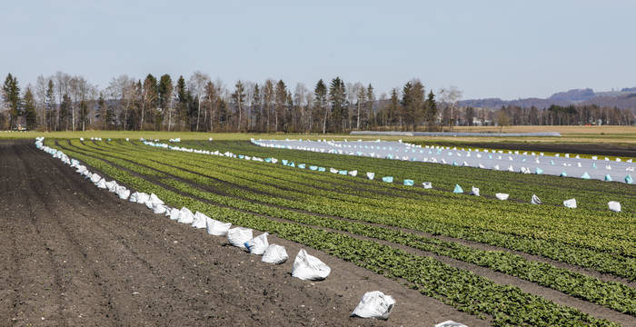 Culture légumière en monoculture dans la région des Trois-Lacs © Matthias Sorg