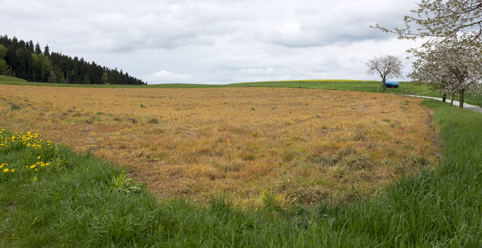 Ein Feld nach einem Pestizideinsatz mit Glyphosat © Matthias Sorg