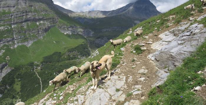 Ein Herdenschutzhund bei der Arbeit mit Schafen. © Pro Natura