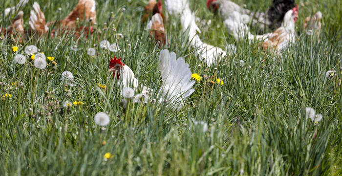 Poules en liberté dans un pré © Matthias Sorg