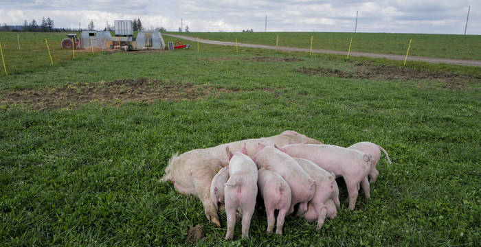 Porcs élevés en plein air et sous la mère © Matthias Sorg