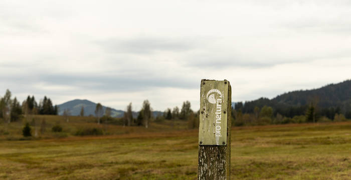 Pour enrayer la disparition des espèces en Suisse, la nature a besoin de toute urgence de plus de surfaces mieux protégées et mises en réseau, comme la plaine marécageuse de Rothenthurm. © Claudio Buttler