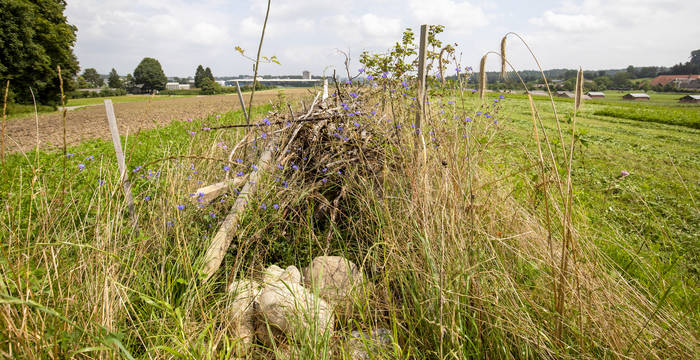 L'ourlet d'un champ cultivé qui offre un habitat aux reptiles. © Matthias Sorg