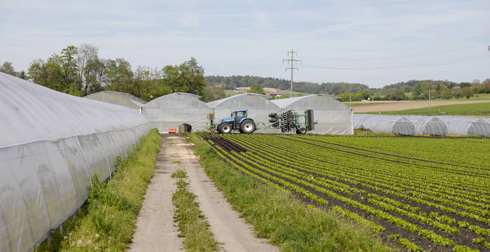 Agriculture intensive avec serres dans la région des Trois-Lacs, Suisse © Matthias Sorg