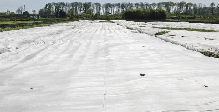 Agriculture intensive avec films plastiques dans la région des Trois-Lacs, Suisse © Matthias Sorg