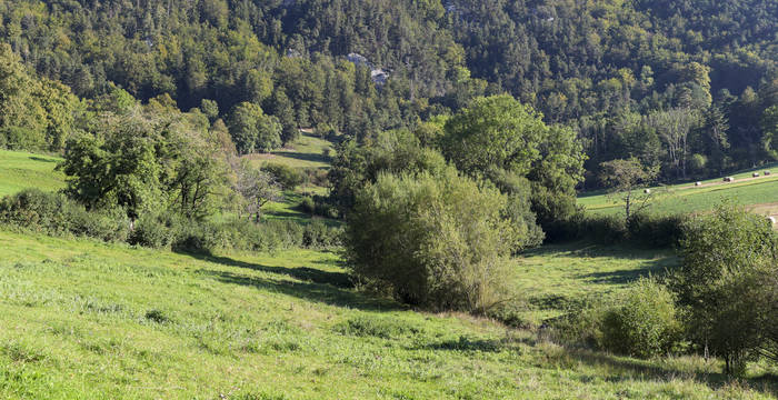 Pâturage sauvage dans un paysage typique du Jura.