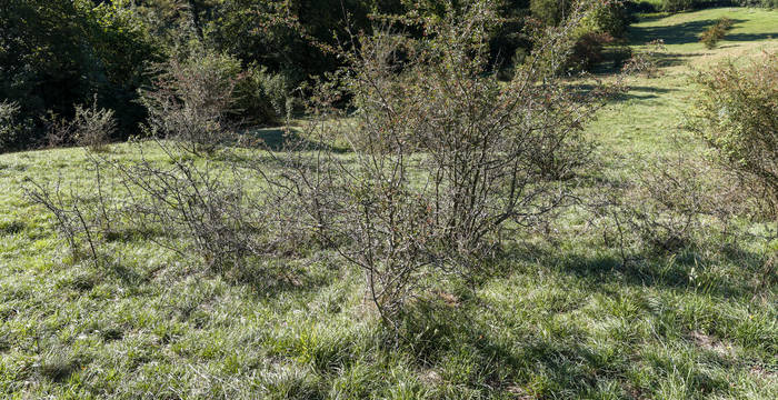 Les chèvres ont déjà bien «attaqué» ces buissons.