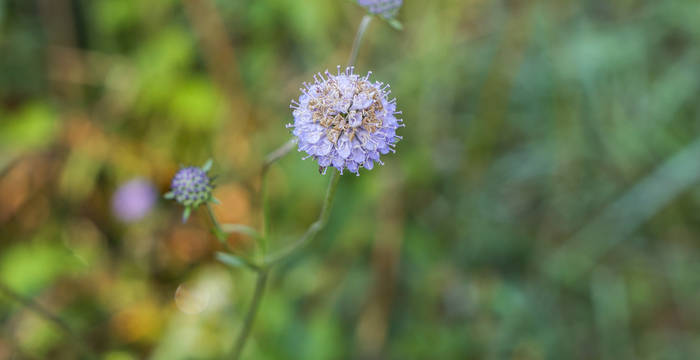 La succise des prés fleurit par endroits.