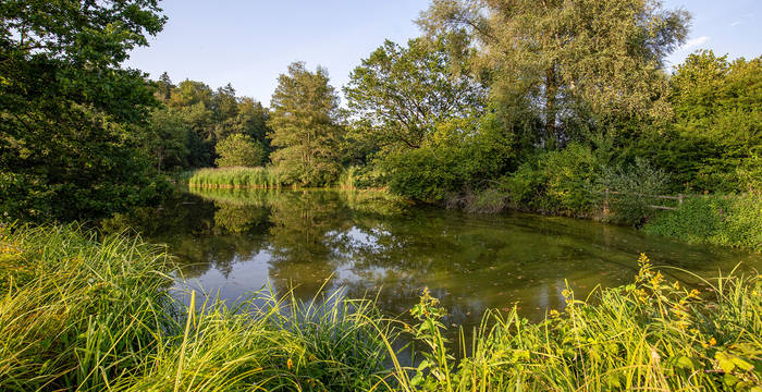 Pro Natura Schutzgebiet Brunnenkresse im Kanton Bern