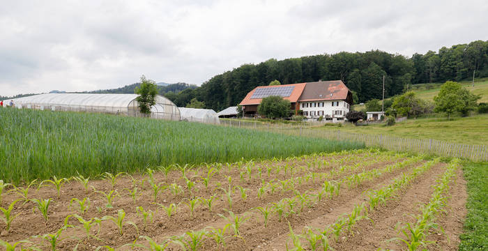 Vue sur un champ à Attiswil