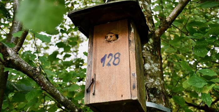 Haselmaus in Vogelnistkasten