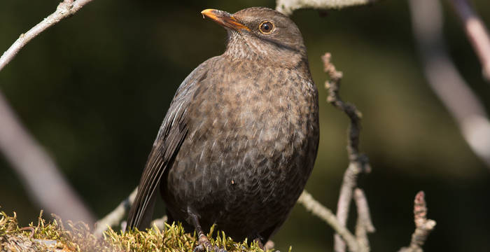 Vogelvielfalt in der Grossstadt Zürich, Abendexkursion Pro Natura aktiv