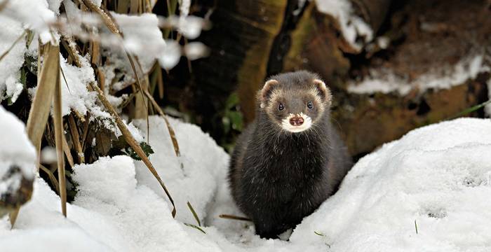 Iltis im Schnee © Stefan Huwiler