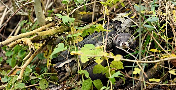 Iltis in Versteck (Mustela putorius) © Stefan Huwiler