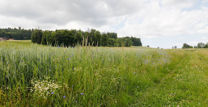 Blumen am Rand eines Ackers